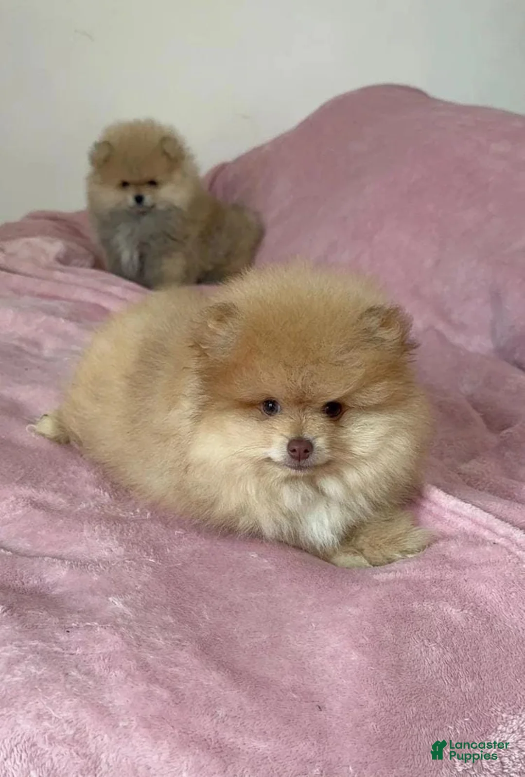 Pomeranian dogs for sale: Maya - Ad 4