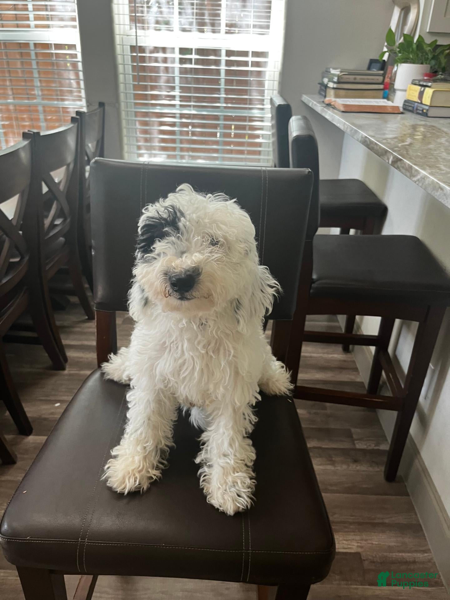 Mini Goldendoodle dogs Mini Goldendoodle 1 - Ad 1