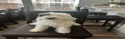 Mini Goldendoodle dogs for sale: Mini Goldendoodle 1 - Ad 1