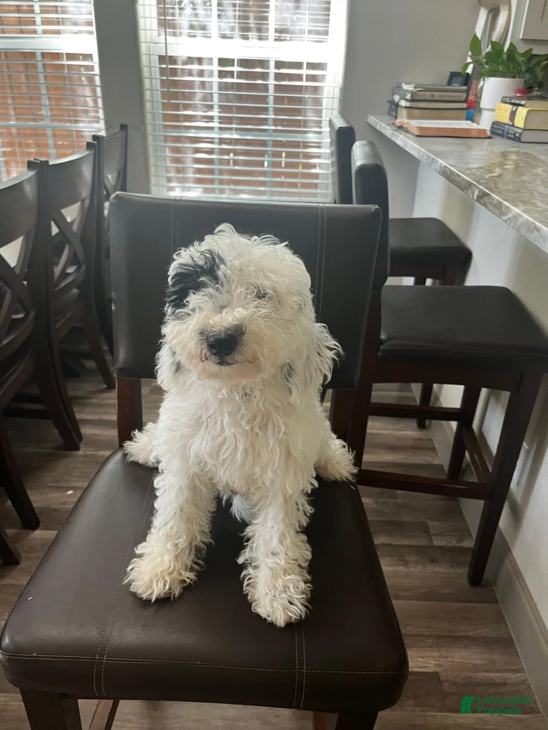 Mini Goldendoodle dogs for sale: Mini Goldendoodle 1 - Ad 1