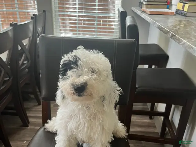 Mini Goldendoodle dogs for sale: Mini Goldendoodle 1 - Ad 1