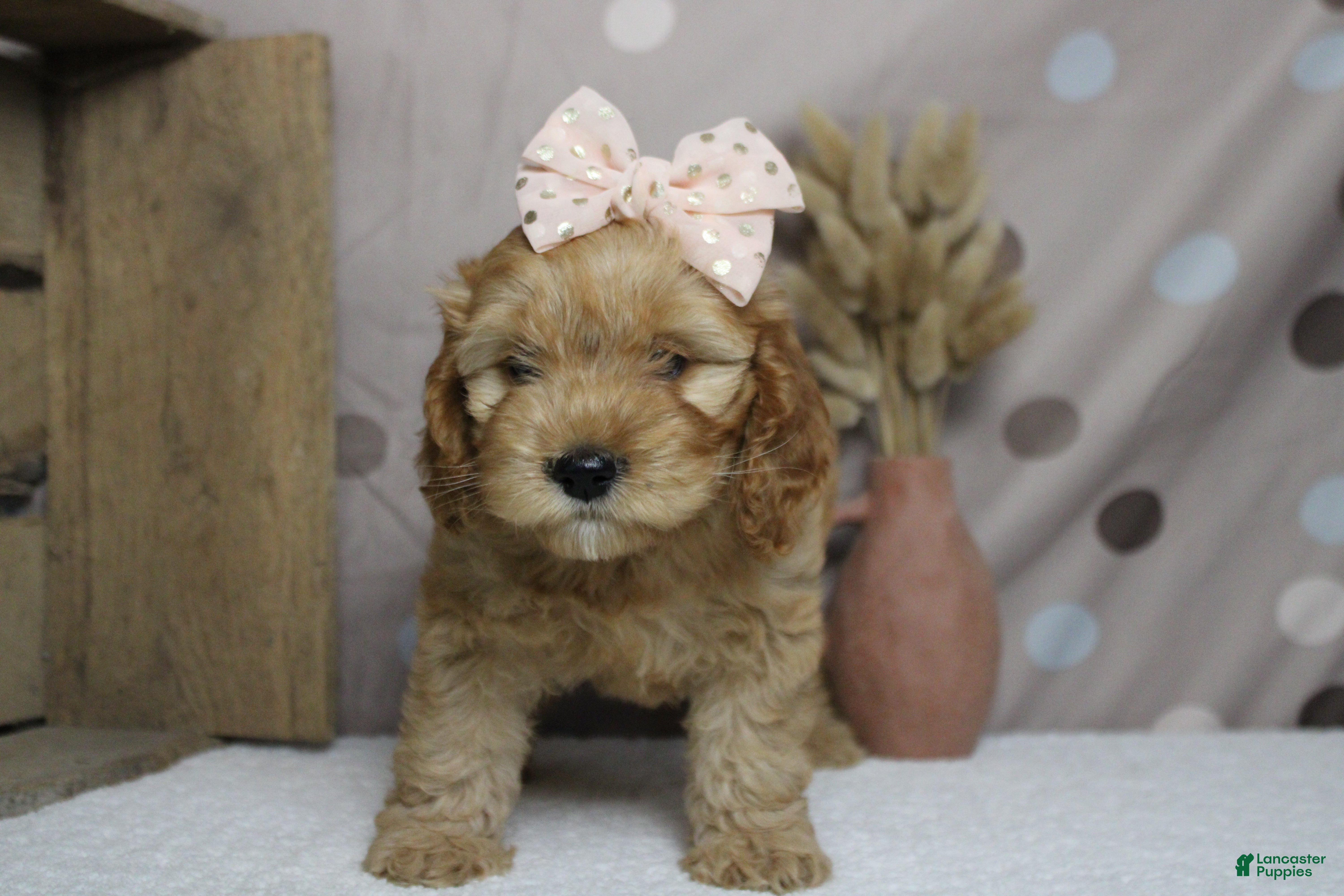 Cockapoo dogs Katie - Ad 15