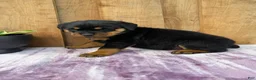 Rottweiler dogs for sale: Stella - Ad 13