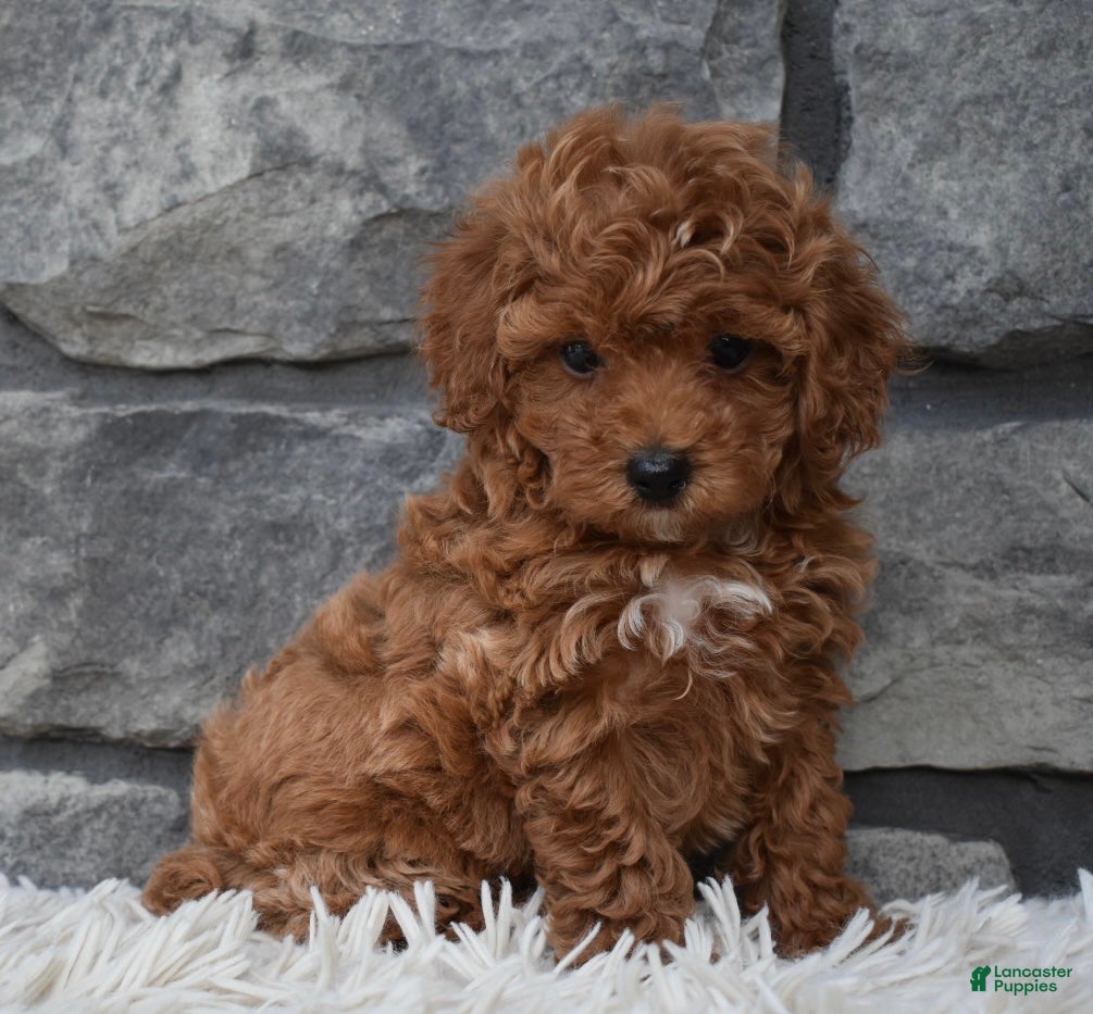 Toy Poodle dogs Cupcake  - Ad 2