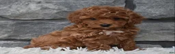 Toy Poodle dogs for sale: Cupcake  - Ad 2