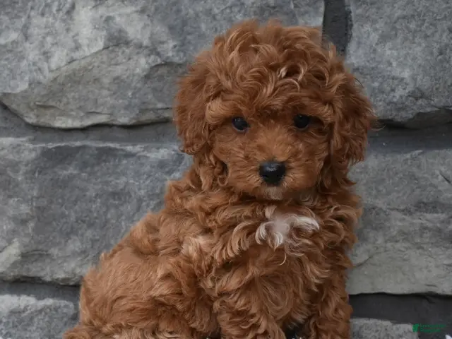 Toy Poodle dogs Cupcake - Ad 2