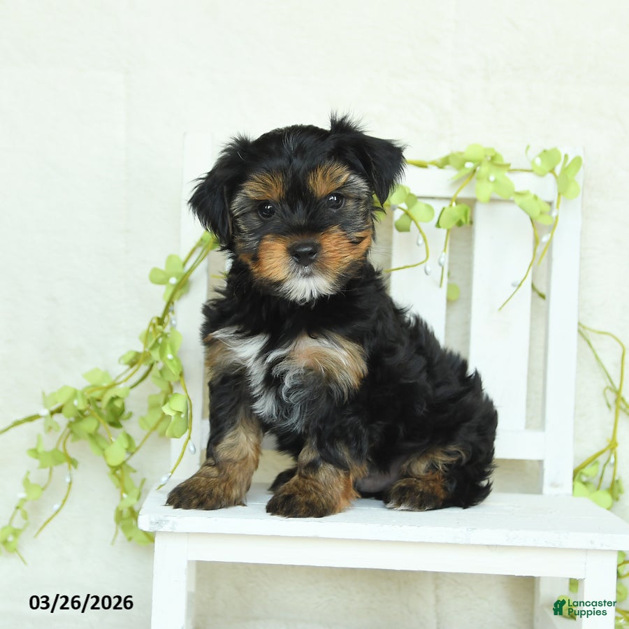 Yorkshire Terrier dogs Smokey - Ad 1