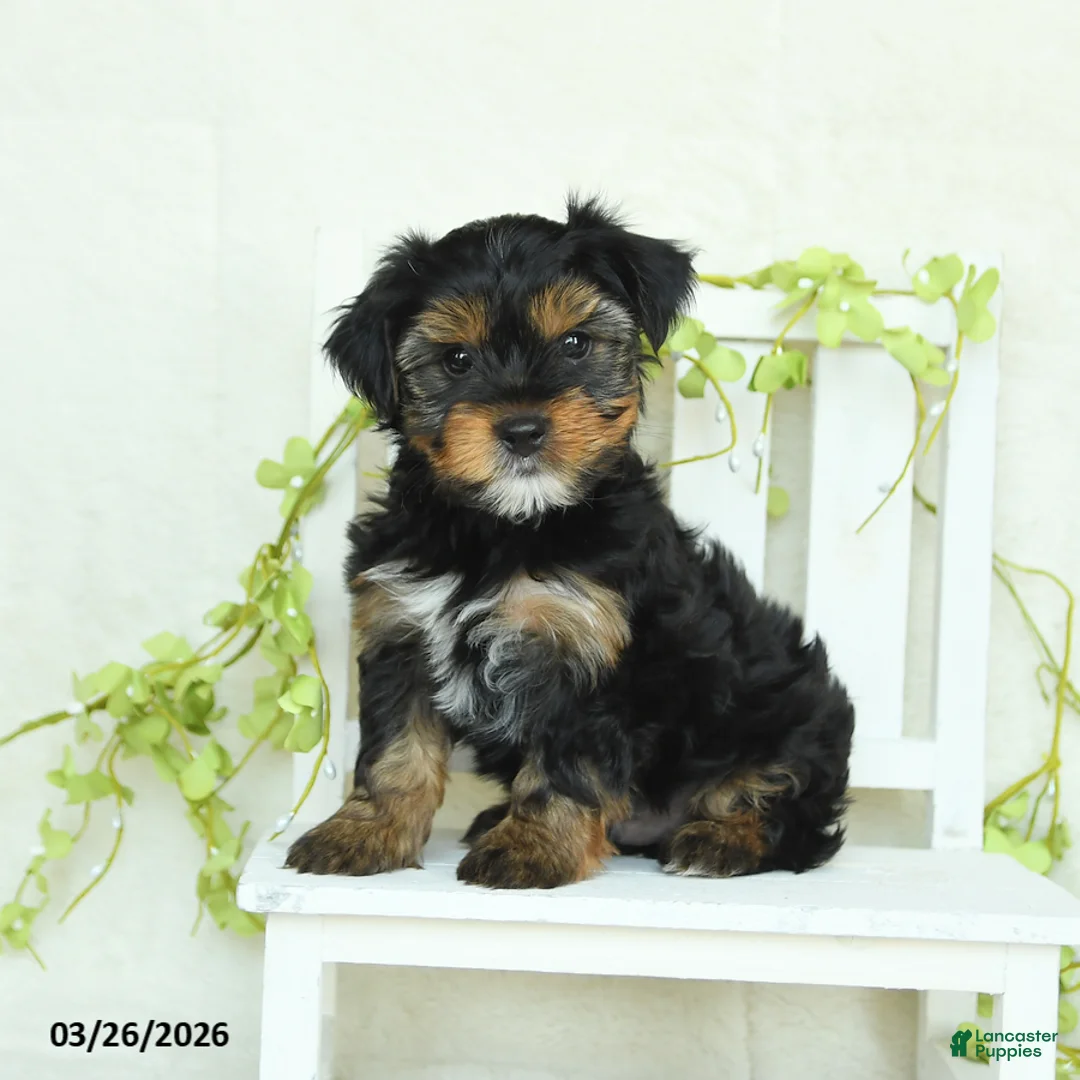 Yorkshire Terrier dogs for sale: Smokey - Ad 1