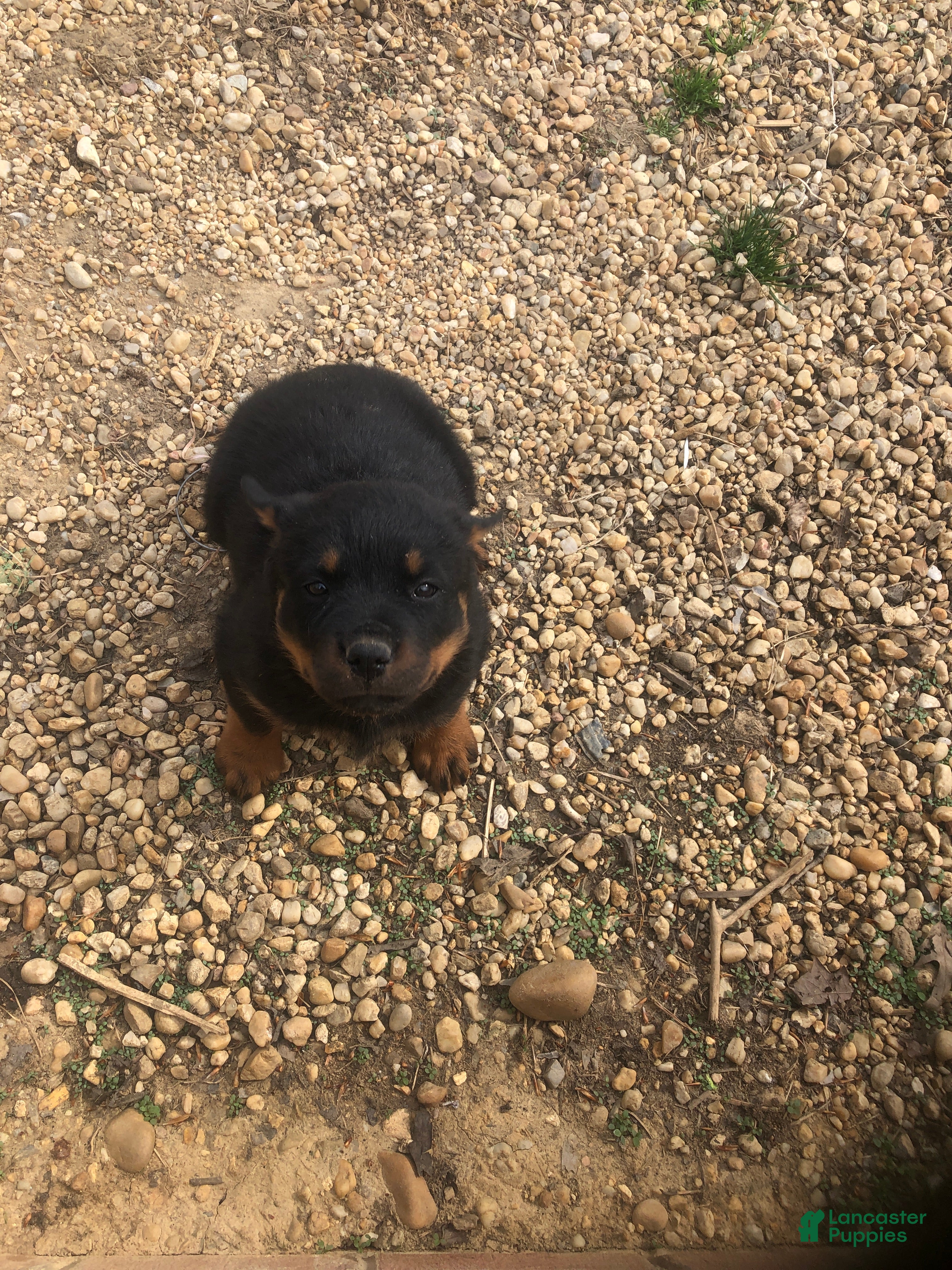 Rottweiler dogs for sale: Bruno  - Ad 1