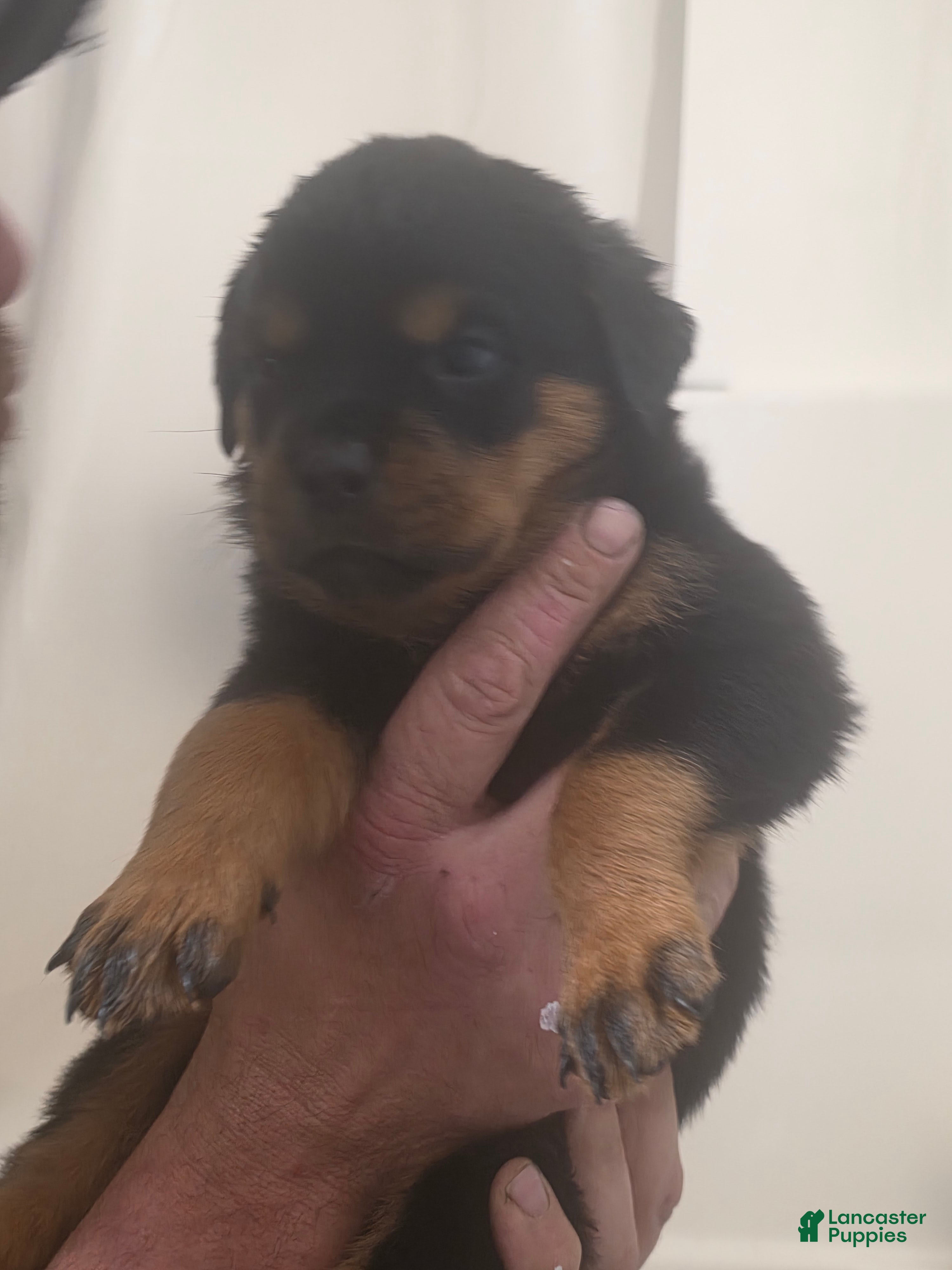 Rottweiler dogs Rottweiler 1 - Ad 13
