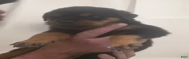 Rottweiler 1