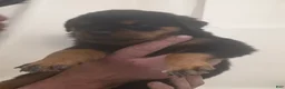 Rottweiler dogs for sale: Rottweiler 1 - Ad 1
