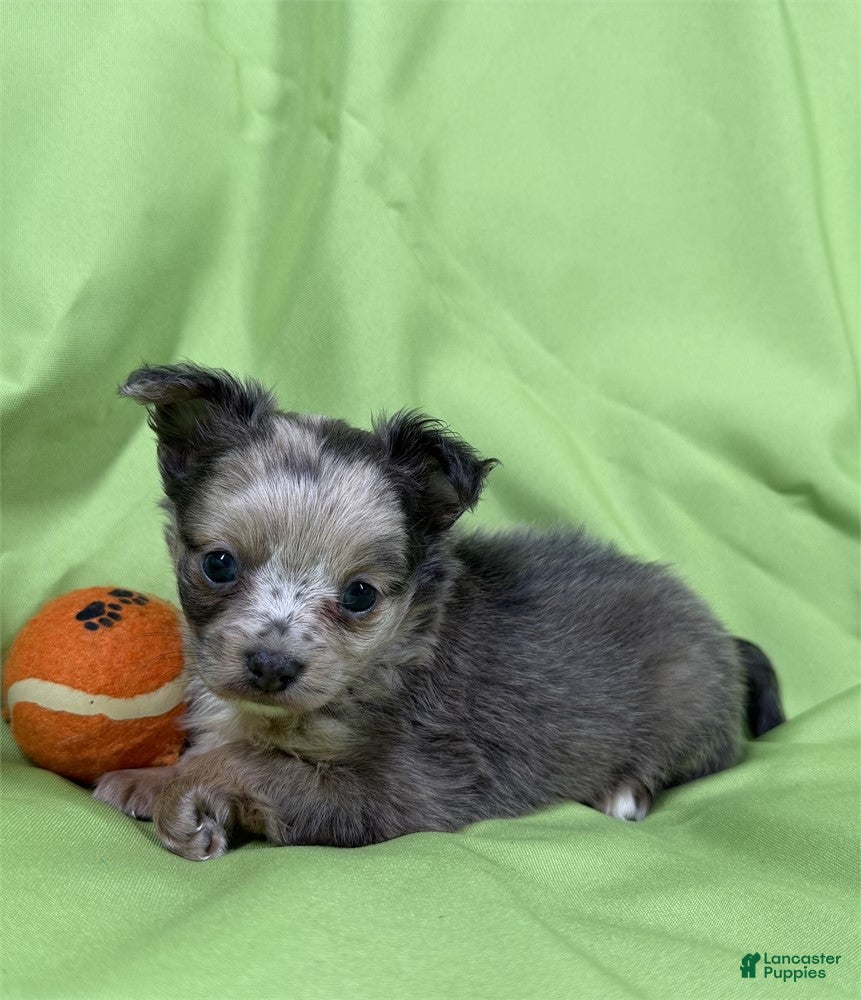 Chihuahua dogs Chihuahua Puppy 1 - Ad 14