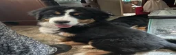 Bernese Mountain Dog dogs for sale: Bonnie - Ad 3