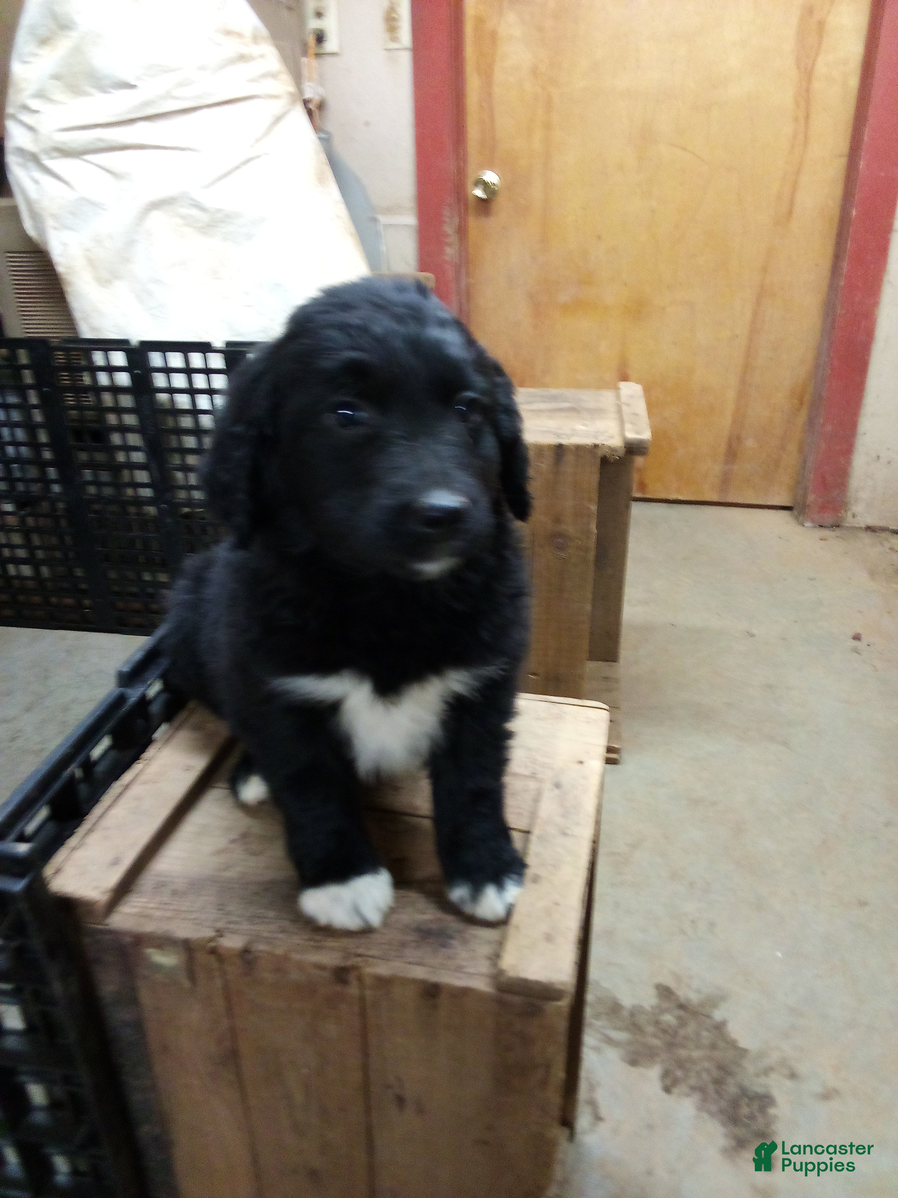 Mixed Breed dogs Cookie  - Ad 19