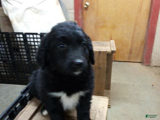 Mixed Breed dogs Cookie - Ad 22