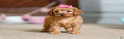 Cavapoo dogs for sale: Alexa - Ad 5