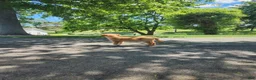 Mixed Breed dogs for sale: Nova - Ad 9