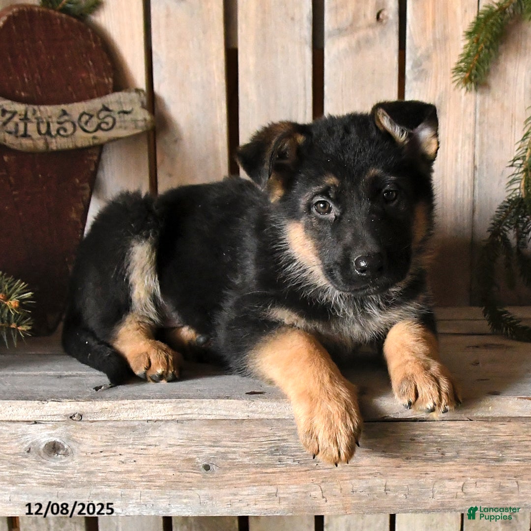 German Shepherd dogs for sale: Sofia - Ad 2