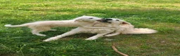 Great Pyrenees dogs for sale: Great Pyrenees 1 - Ad 1