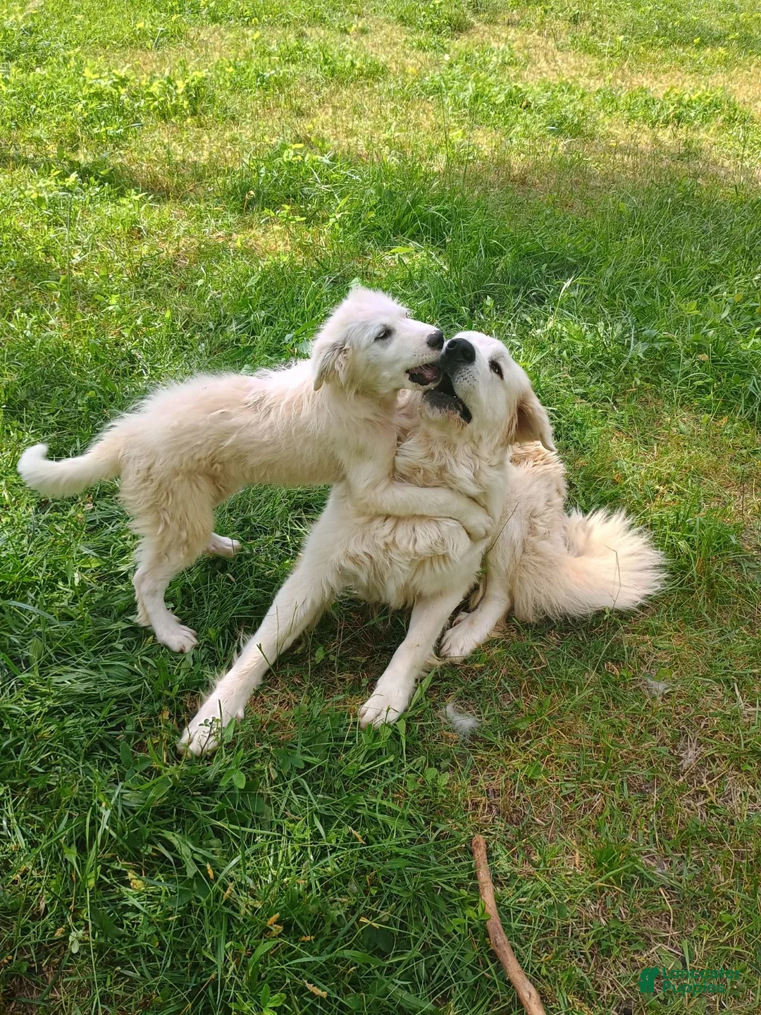 Great Pyrenees dogs for sale: Great Pyrenees 1 - Ad 1