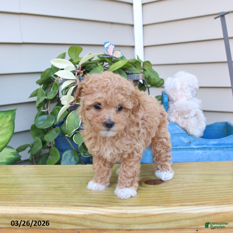 Toy Poodle dogs Penelope - Ad 2