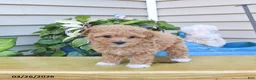 Toy Poodle dogs for sale: Penelope - Ad 2
