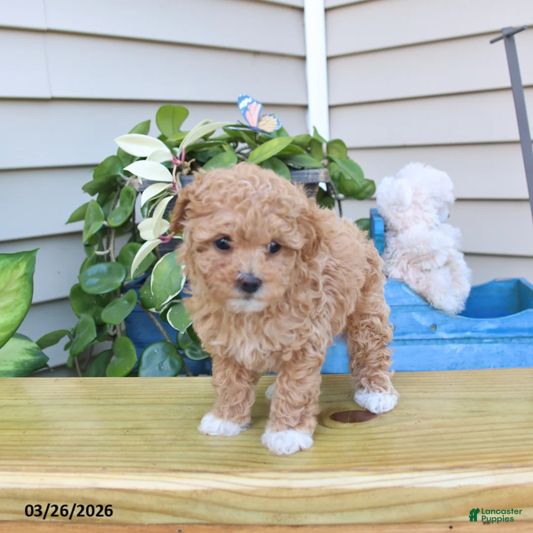 Toy Poodle dogs for sale: Penelope - Ad 2