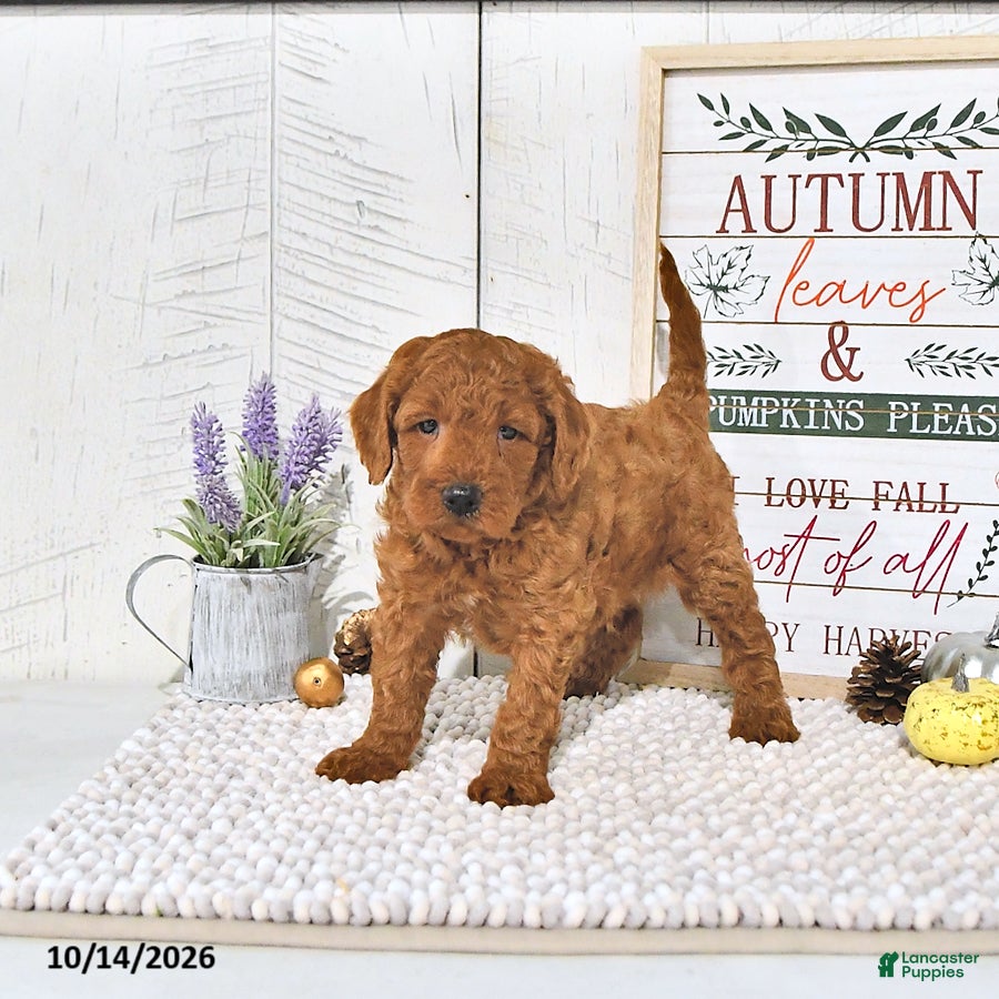Mini Goldendoodle dogs Cinnamon - Ad 1