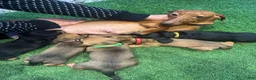 Miniature Dachshund dogs for sale: Miniature Dachshund 3 - Ad 2