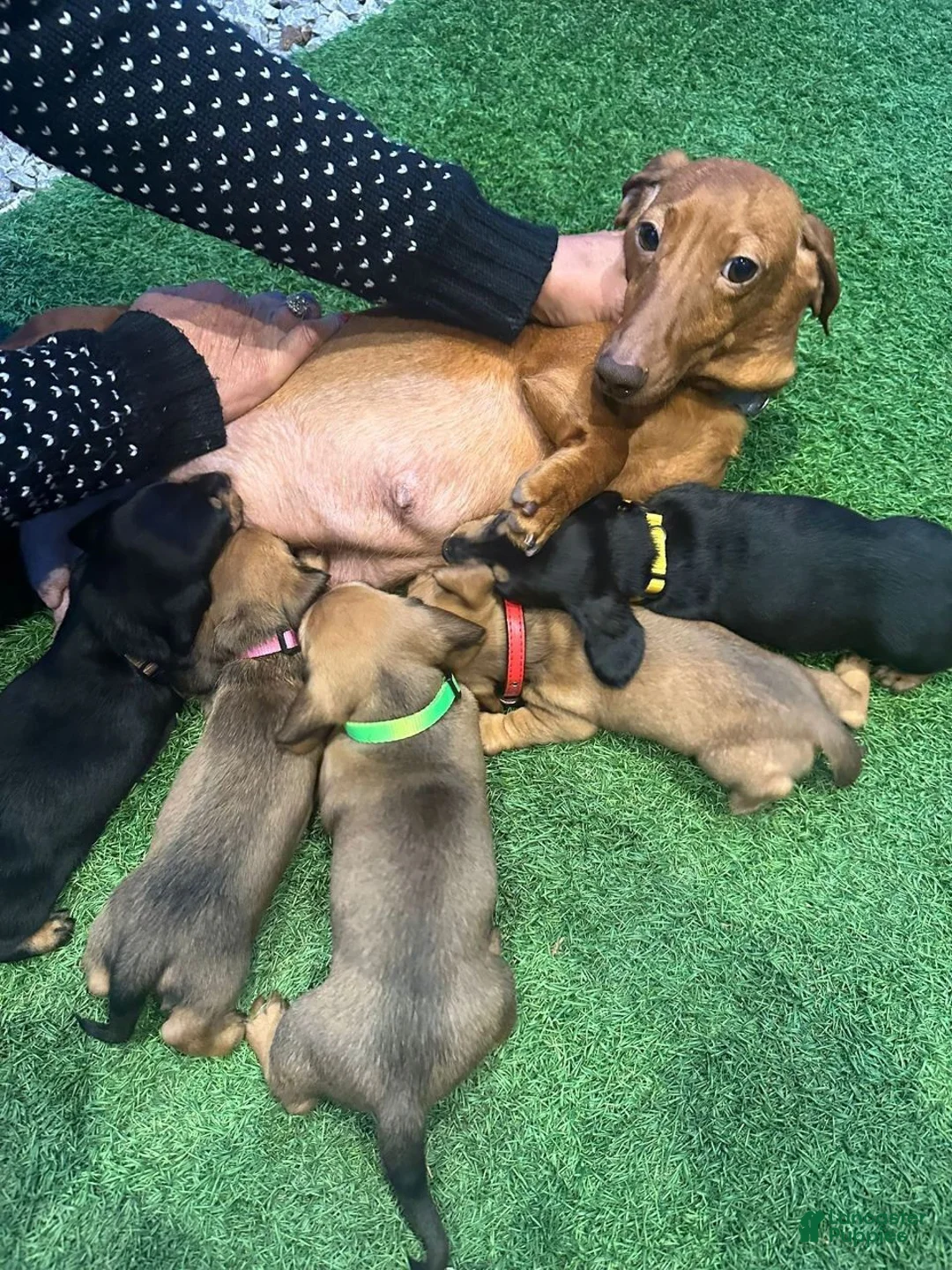 Miniature Dachshund dogs for sale: Miniature Dachshund 3 - Ad 2