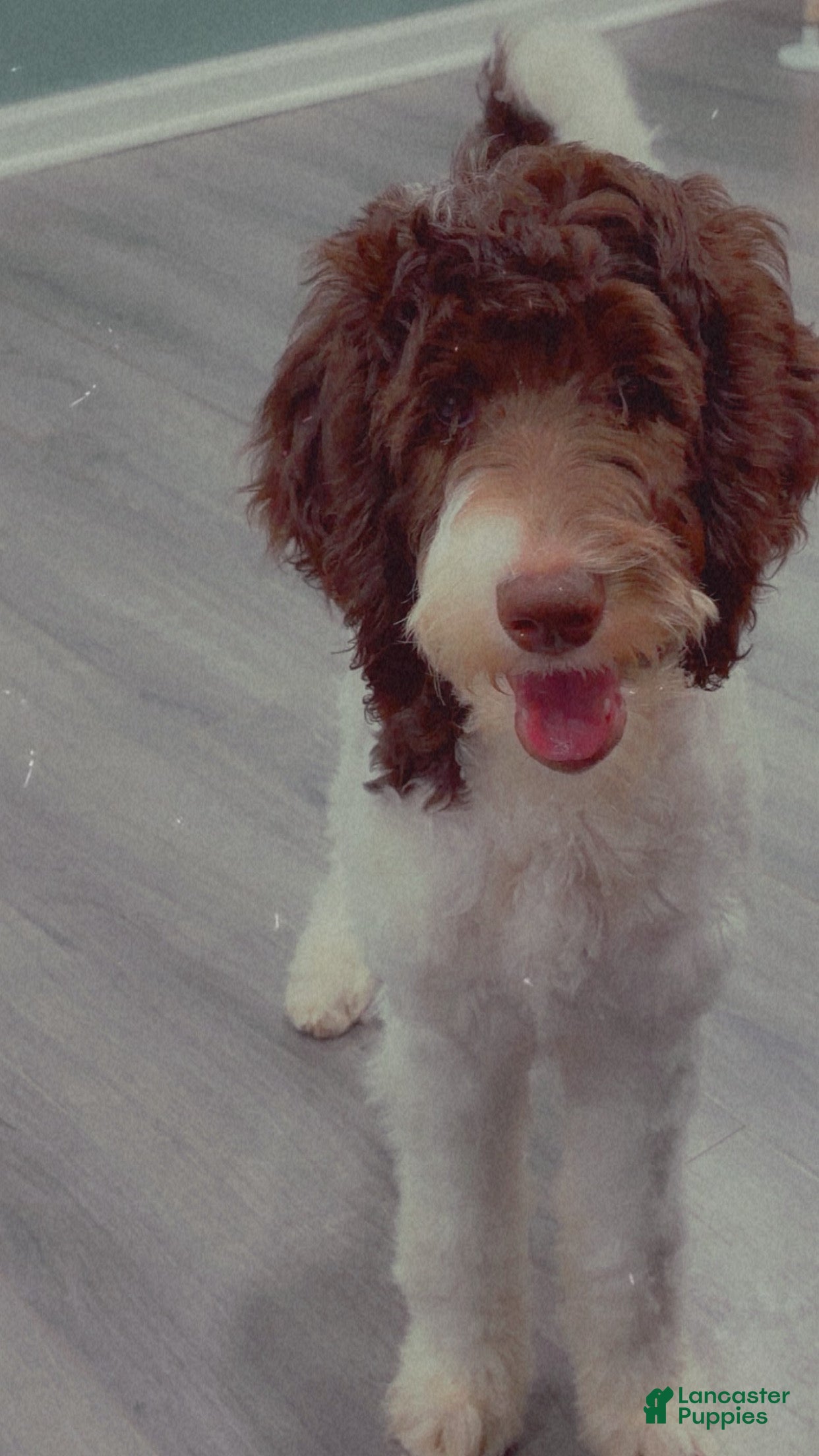 Goldendoodle dogs Goldendoodle Puppy 1 - Ad 40