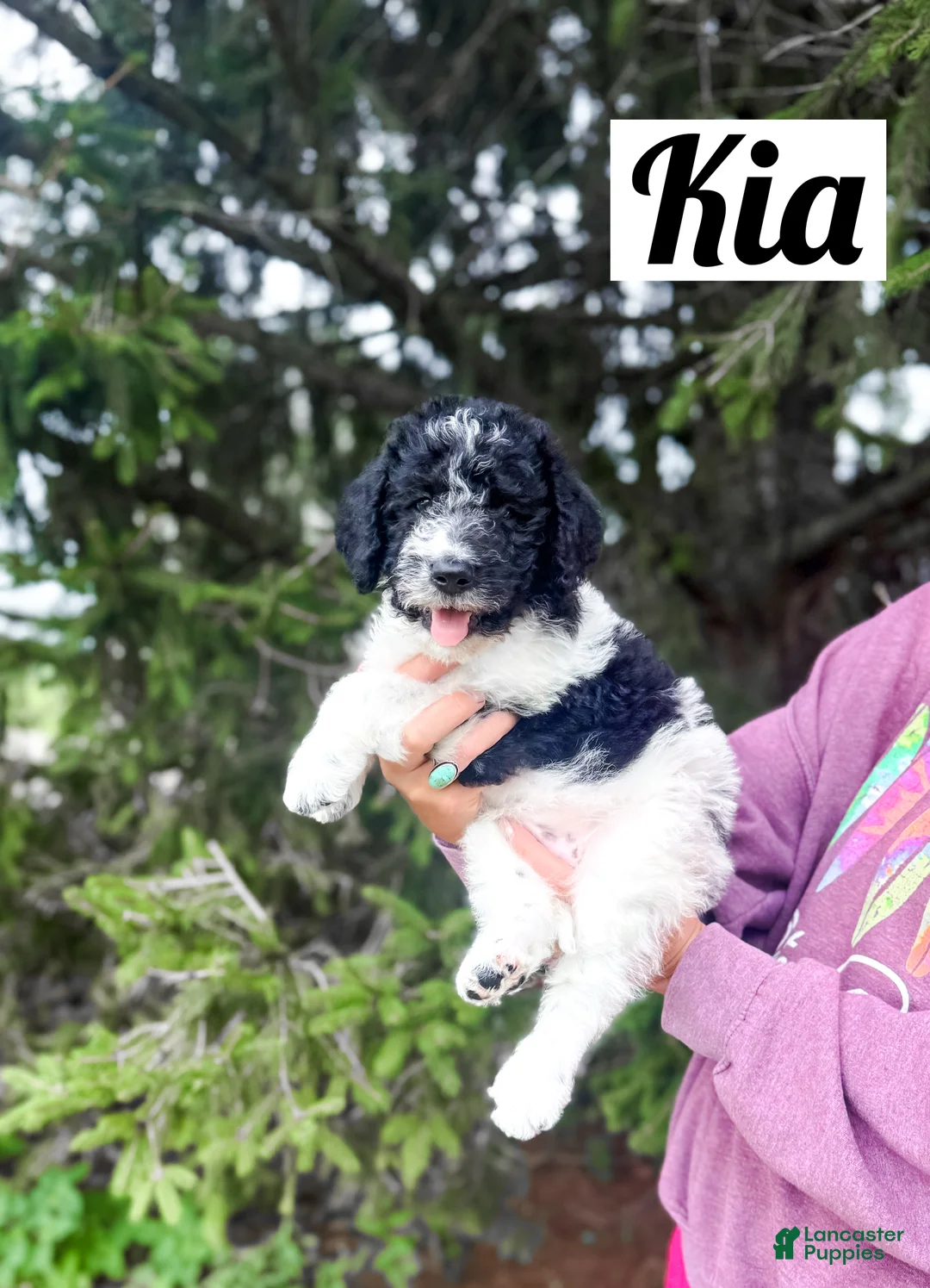 Labradoodle dogs for sale: Kia - Ad 2