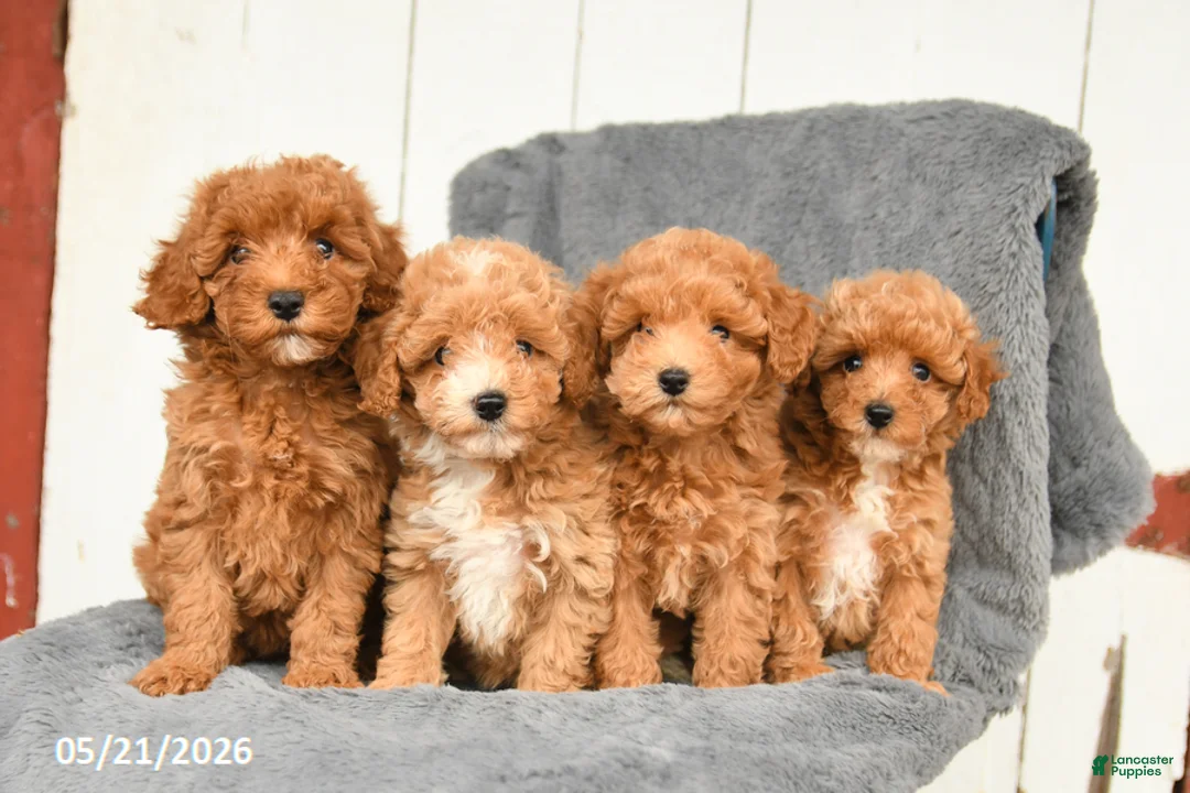 Toy Poodle dogs for sale: Lilac - Ad 5