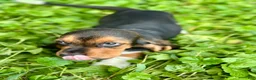 Basset Hound dogs for sale: Handsome Dan  - Ad 7