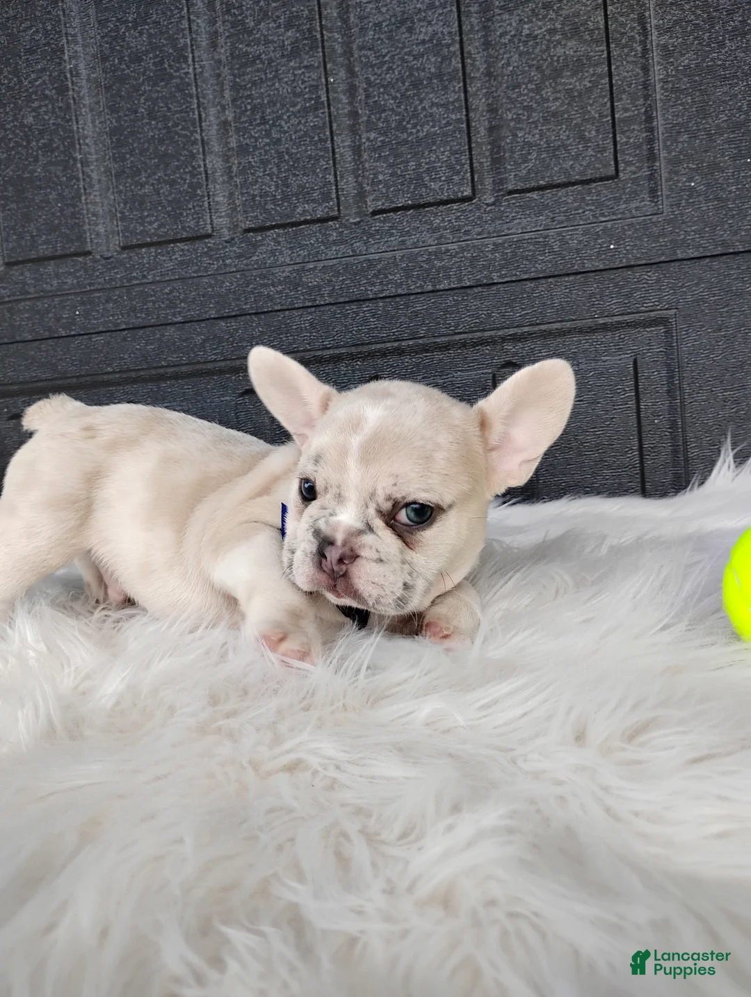 French Bulldog dogs for sale: Gunner  - Ad 6