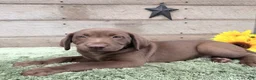 Labrador Retriever dogs for sale: Coco - Ad 5