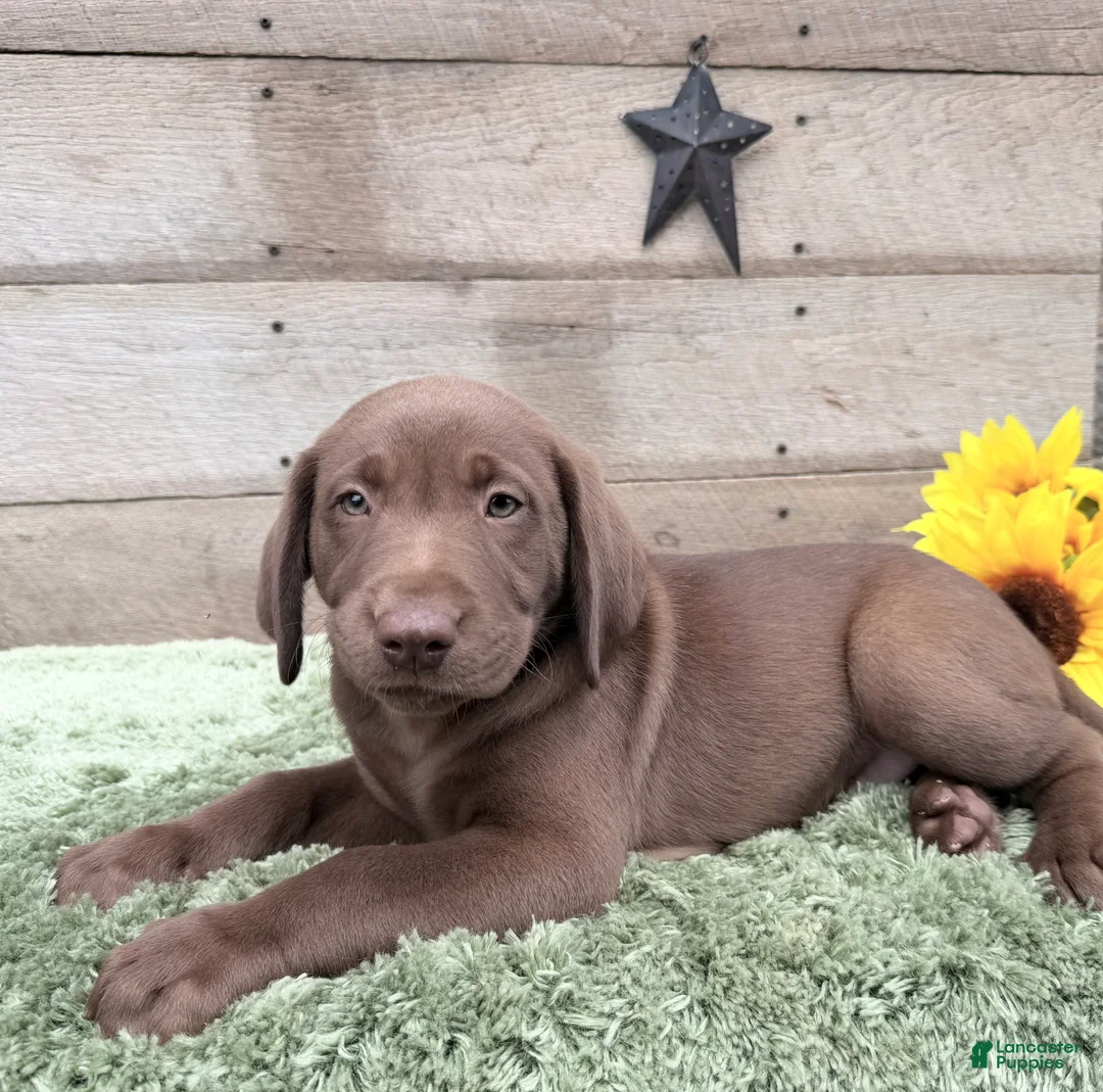 Labrador Retriever dogs for sale: Coco - Ad 5