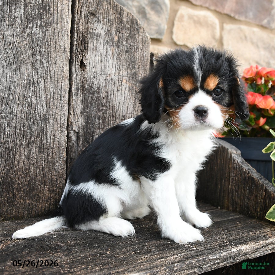 Cavalier King Charles Spaniel dogs Elsa - Ad 2