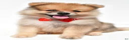 Pomeranian dogs for sale: Sonny - Ad 6