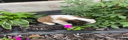 Saint Bernard dogs for sale: Saint Bernard 9 - Ad 3
