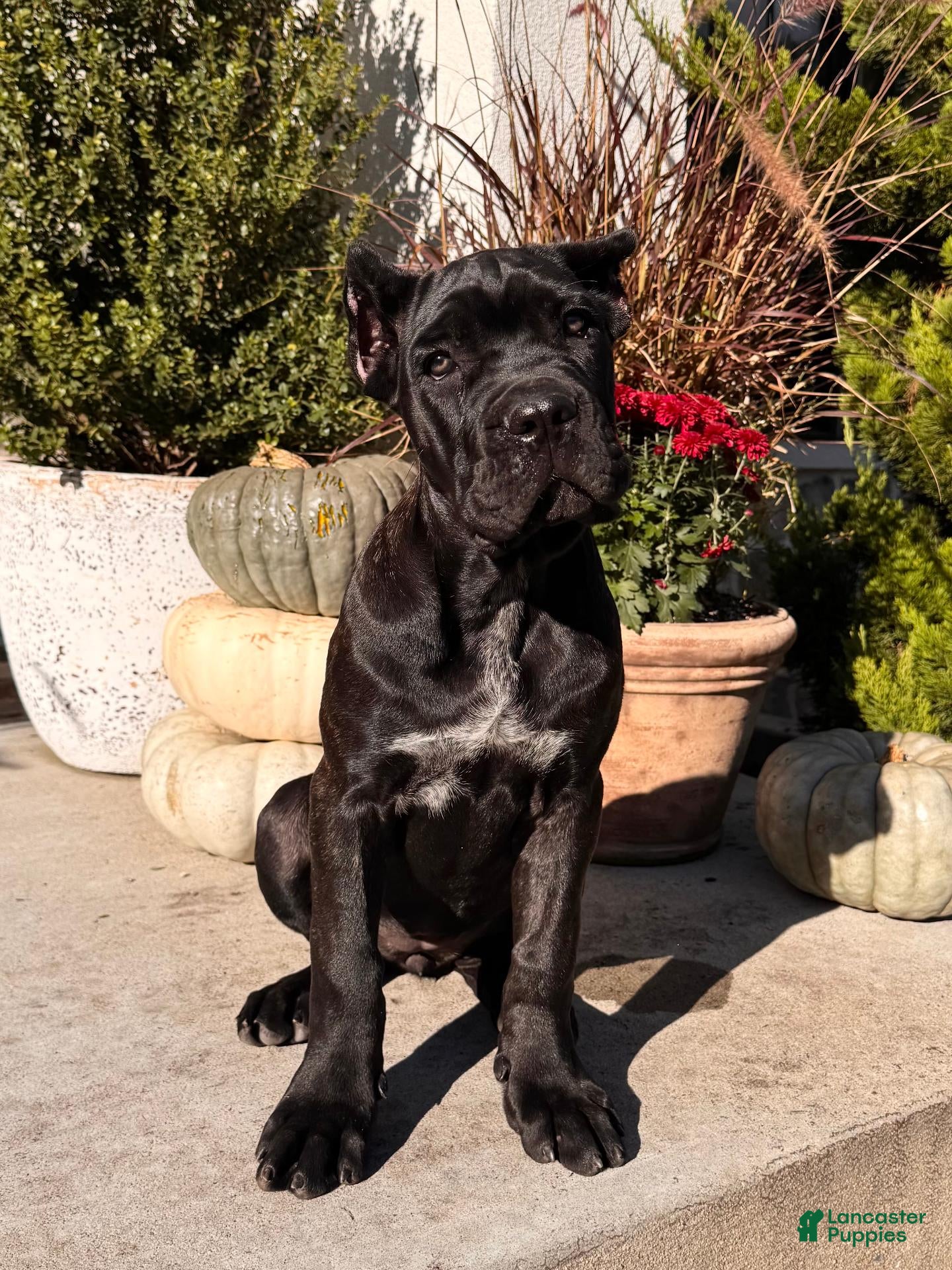 Cane Corso dogs for sale: Rosie - Ad 1
