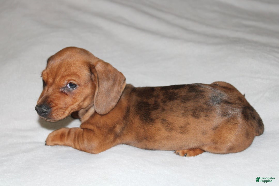 Miniature Dachshund dogs for sale: Snicker Mini  - Ad 3