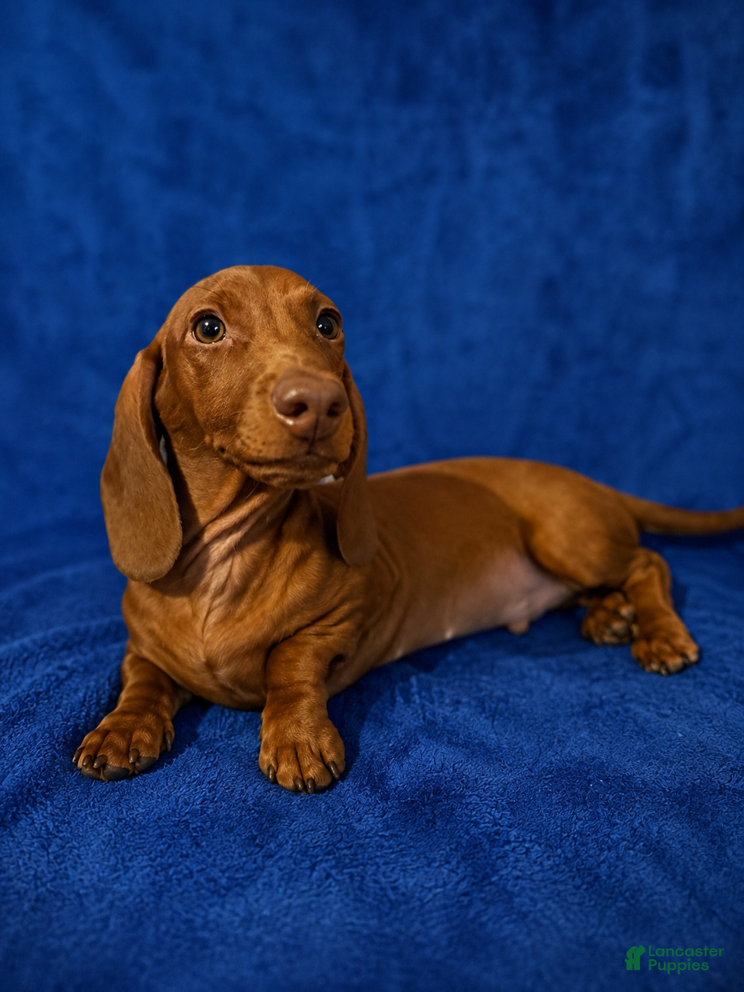 Miniature Dachshund dogs Miniature Dachshund 1 - Ad 3