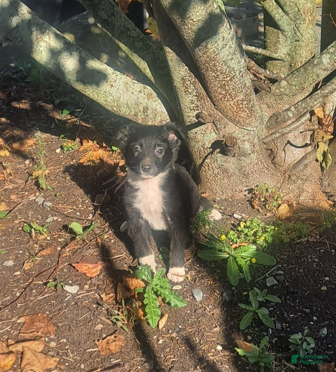 Miniature Australian Shepherd dogs for sale: Teddy - Ad 3