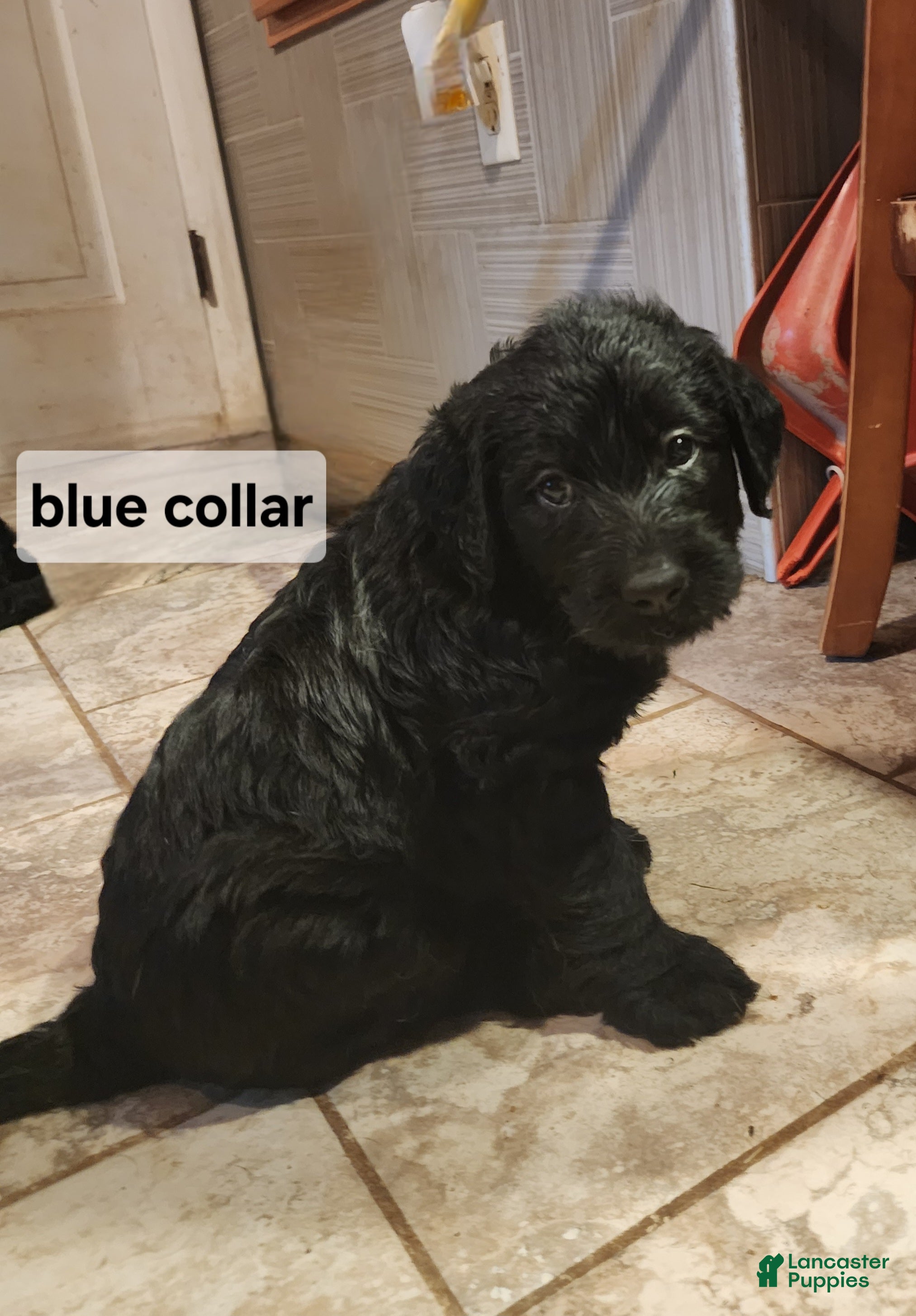 Labradoodle dogs Labradoodle blue collar - Ad 1