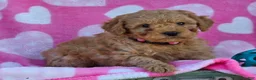 Mini Goldendoodle dogs for sale: Star - Ad 3