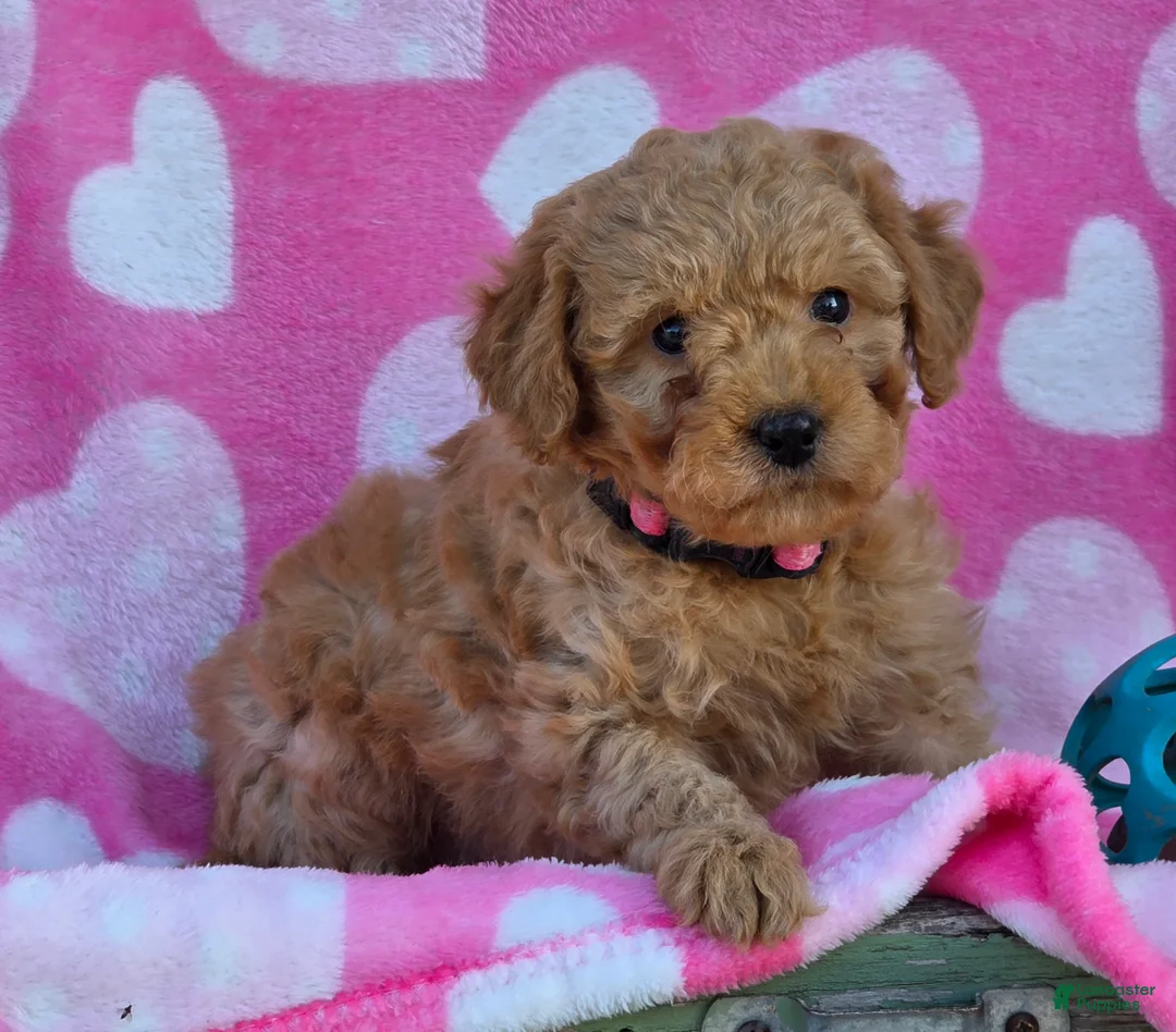 Mini Goldendoodle dogs for sale: Star - Ad 3