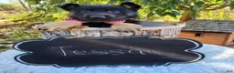 German Shepherd dogs for sale: Tessa - Ad 3