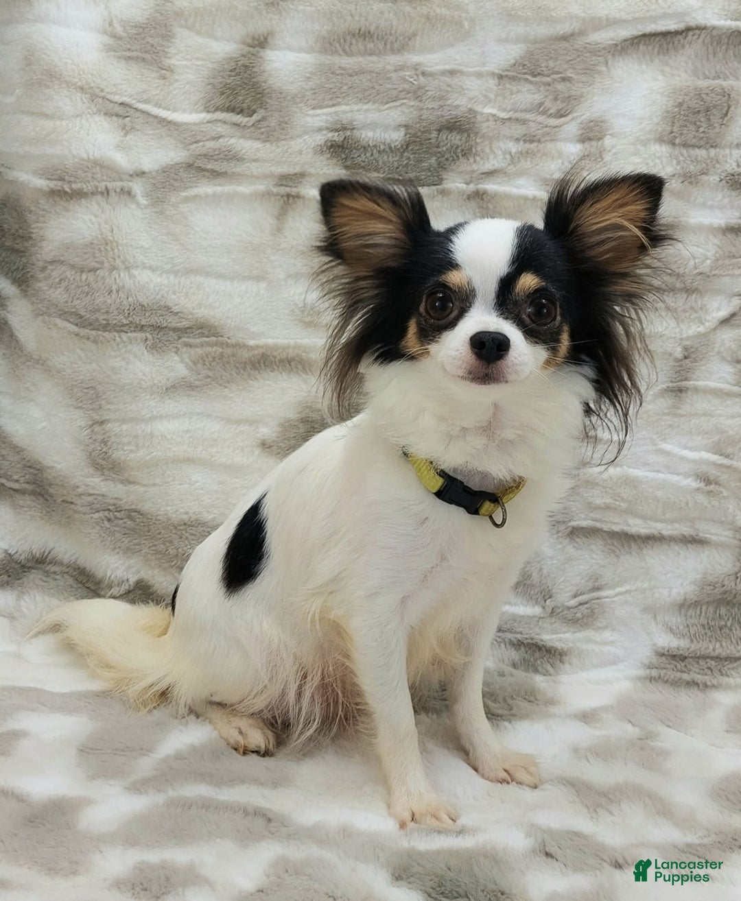 Gallery Image {{count}}